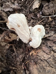 Entoloma abortivum