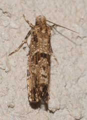 Morophaga choragella