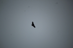Buteo brachyurus