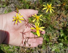 Senecio abruptus