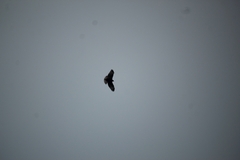Buteo brachyurus