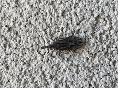 Scolopsella reticulata