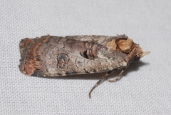 Epilecta linogrisea