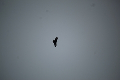 Buteo brachyurus
