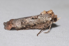 Epilecta linogrisea