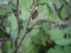 Graphosoma rubrolineatum