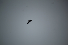 Buteo brachyurus
