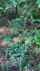 Cornus mas