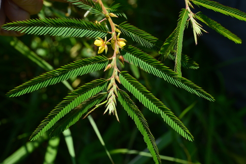 Fishbone cassia