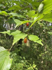 Cornus mas