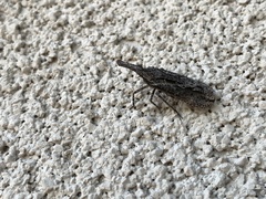 Scolopsella reticulata