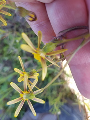 Senecio abruptus