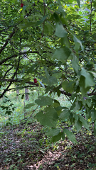 Cornus mas
