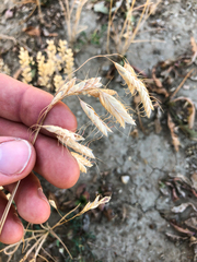 Bromus squarrosus