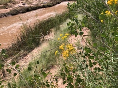 Euthamia occidentalis