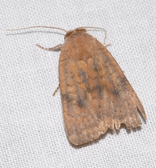 Noctua interjecta