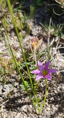 Romulea