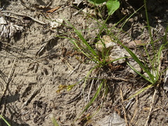 Carex caryophyllea