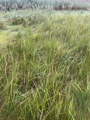 Sporobolus alterniflorus