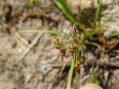 Carex caryophyllea
