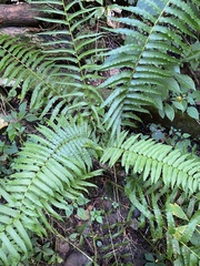 Homalosorus pycnocarpos