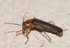 Nacerdes carniolica