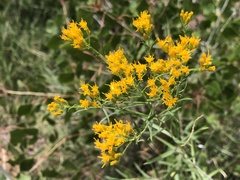 Euthamia occidentalis