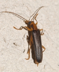 Nacerdes carniolica