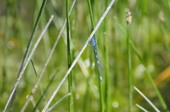 Coenagrion caerulescens