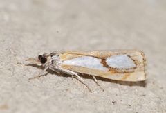 Catoptria pinella