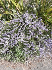 Salvia yangii