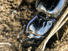 Pasimachus elongatus