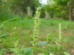 Amaranthus palmeri