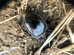 Pasimachus elongatus