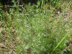 Artemisia marschalliana