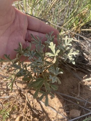 Sphaeralcea coccinea