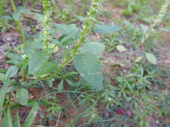 Amaranthus palmeri
