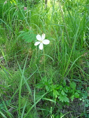 Anemonoides sylvestris