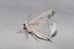 Lomographa temerata