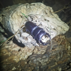 Dorcus hopei hopei