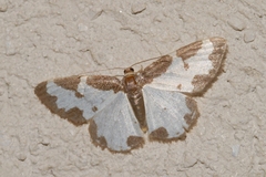 Lomaspilis marginata