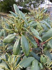 Rhododendron