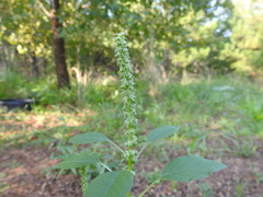 Amaranthus palmeri