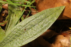 Golovinomyces sordidus