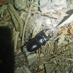 Dorcus hopei hopei