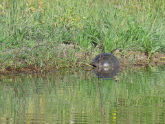 Chrysemys picta bellii