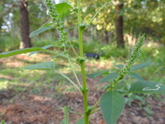 Amaranthus palmeri