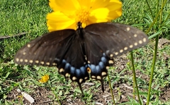 Papilio polyxenes