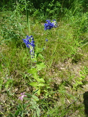 Veronica teucrium