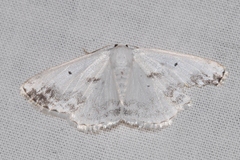 Lomographa temerata